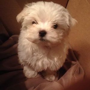 Meet your Posher, Edith